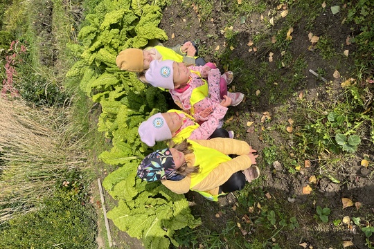 Sklízení mrkve a pečení mrkvových rohlíčků 1