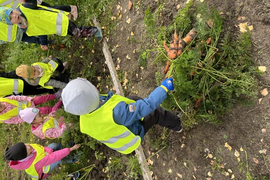 Sklízení mrkve a pečení mrkvových rohlíčků 1