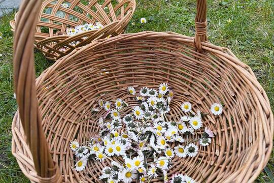 Cesta za tajemstvím babiččiny kuchyně: JARO a SÍLA probouzející se přírody 1