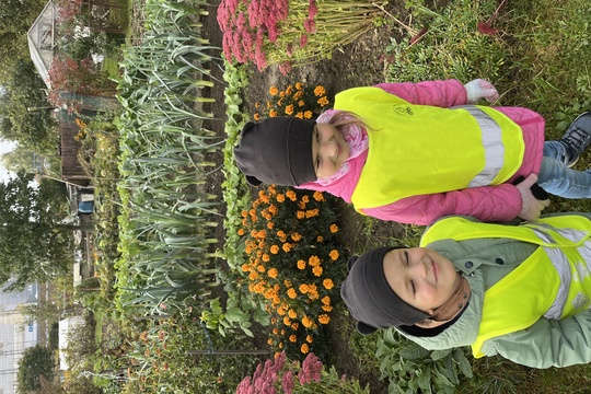 Sklízení mrkve a pečení mrkvových rohlíčků 1