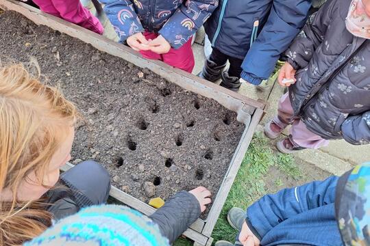 SÁZENÍ ČESNEKU  1