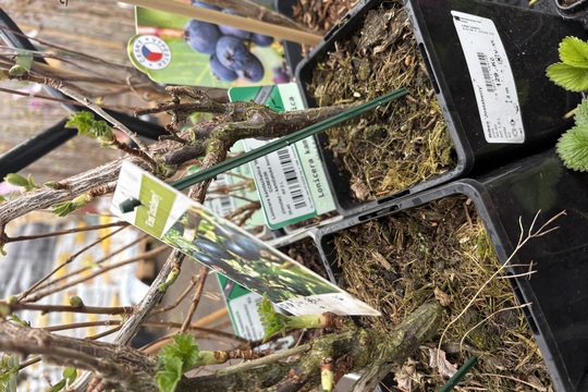 Podpora lokálního zahradnictví Podpora lokálního zahradnictví 1