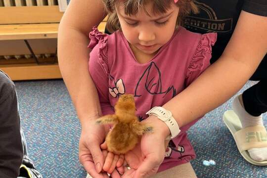 Líhnutí kuřátek 1