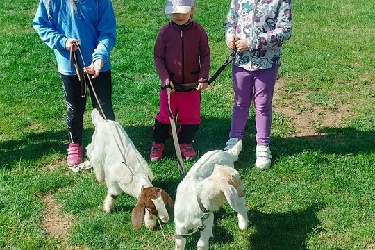 Jarní dobrodružství s kůzlátky 1