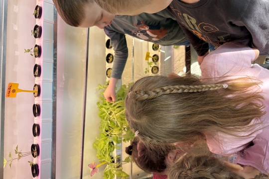 Motýlci z MŠ Kollárova - Sklizeň salátu 1