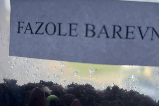 UČÍME SE PROŽITKEM aneb naše fazole 1