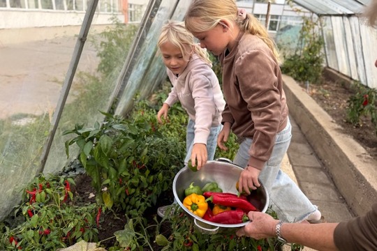 Od semínka až na talíř: Děti z 2.B sklidily úrodu ze školního skleníku Od semínka až na talíř: Děti z 2.B sklidily úrodu ze školního skleníku 1