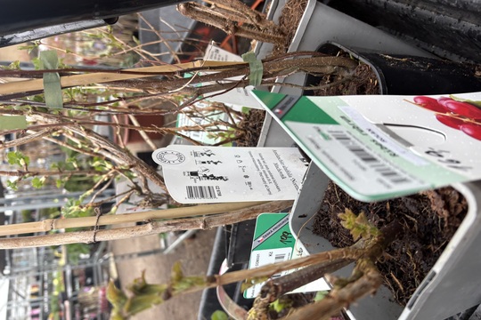 Podpora lokálního zahradnictví Podpora lokálního zahradnictví 1