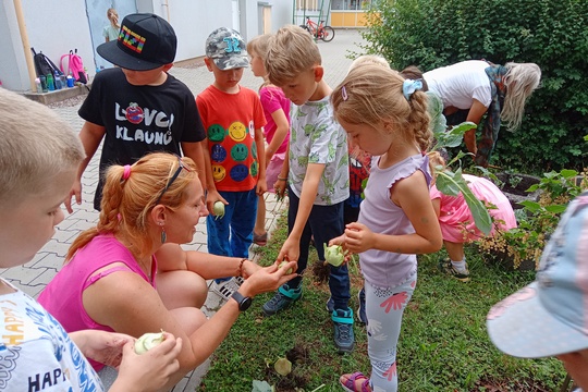 Sklizeň kedluben 1