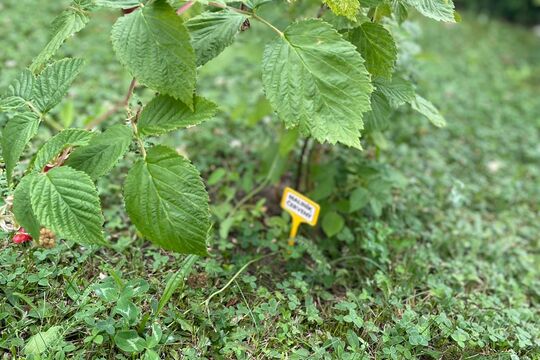 Slavnostní otevření naší "Jedlé školní zahrady" 1