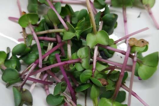 Pěstování microgreens 1