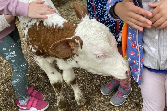 Koťátka na rodinné  EKO farmě Drozdových 1