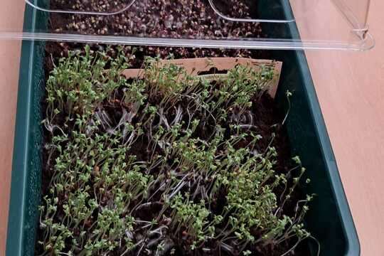 Naše MicroGreens dobrodružství: Malý projekt, velká radost 1