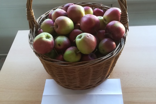 Jablíčka ze školní zahrady 1