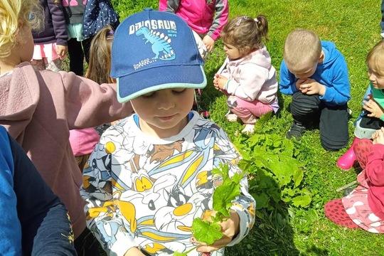 Sklizeń ředkviček 1