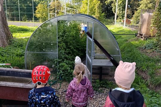 Poslední sklizeň ze školního skleníku Poslední sklizeň ze školního skleníku 1