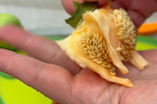 Paprika jako propojené aktivity  1