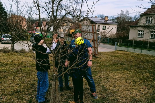 Jarní řez ovocných stromů 1