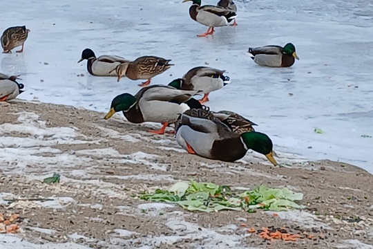 Myslíme na zvířata v zimě 1