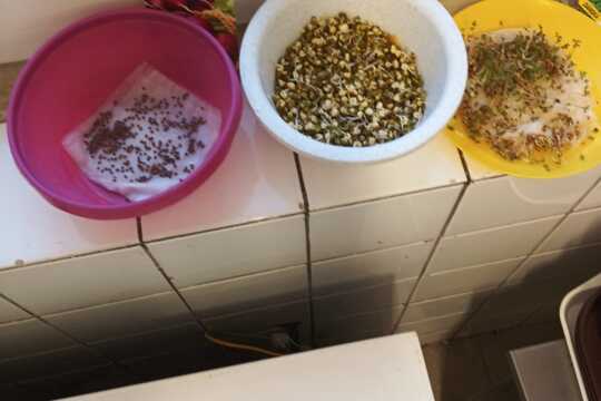 Čerstvé klíčky na talíři po celý rok 1