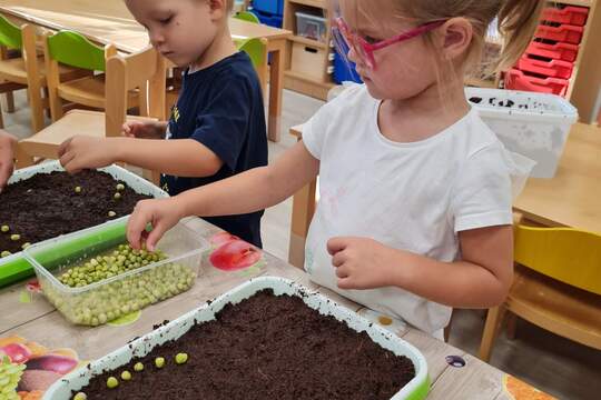 Microgreens 1