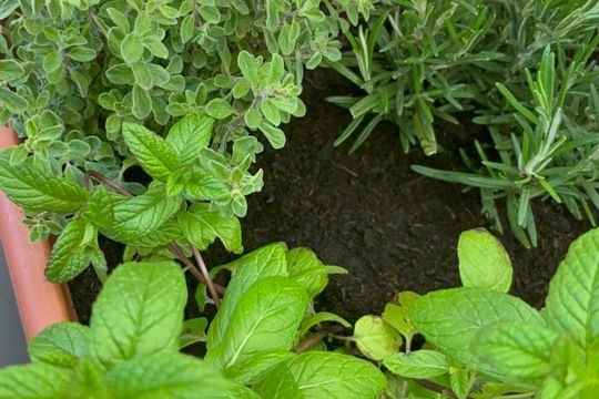 Bylinky a rajčátka od kamarádů Bylinky a rajčátka od kamarádů 1