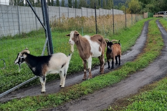 Ježečci z MŠ Soběchleby - podzimní procházky do přírody 1