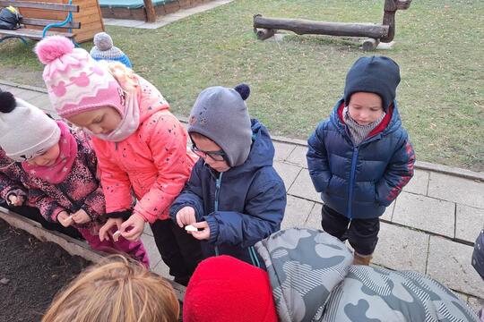 SÁZENÍ ČESNEKU  1