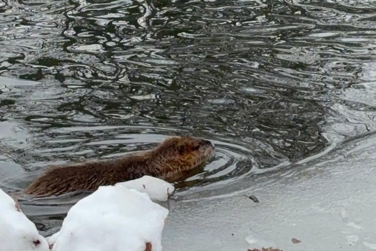 Ptáci v zimě Ptáci v zimě 1
