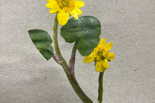 Herbář jarních květin 1