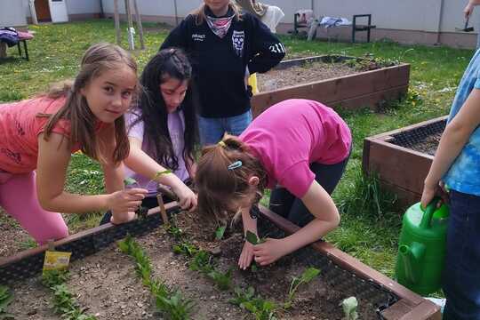 Sázení sazenic kedluben  1