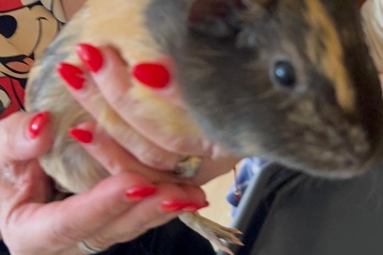 Máme nové mazlíčky Máme nové mazlíčky 1