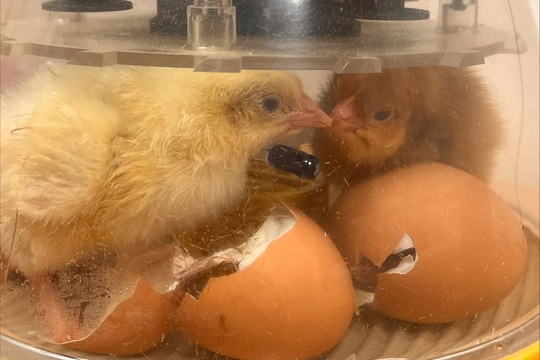Líhnutí Kuřátek v Naší Mateřské Škole 1
