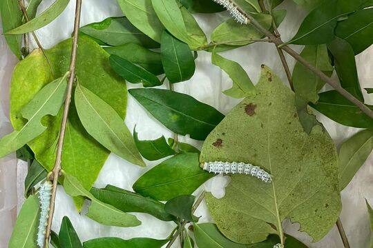 Naše housenky - budeme mít motýlky 1