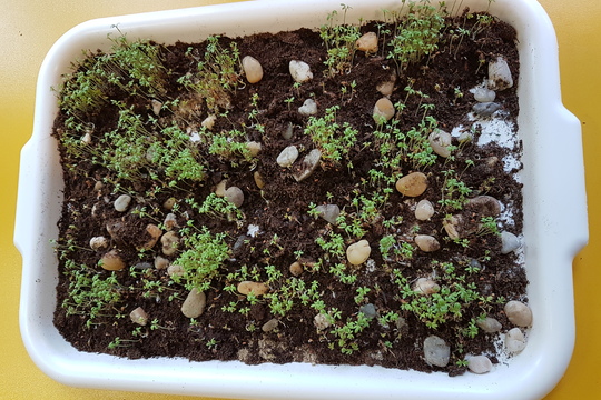 Microgreens trochu jinak 1