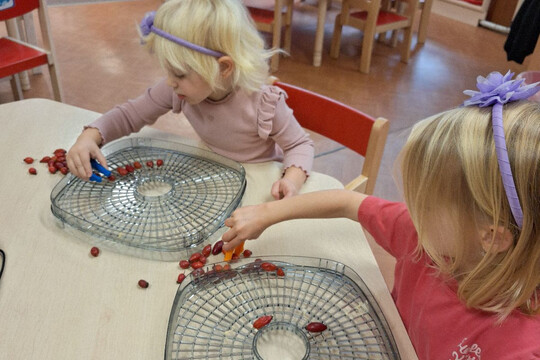 Třída Želviček - Sušení šípků na čaj 1