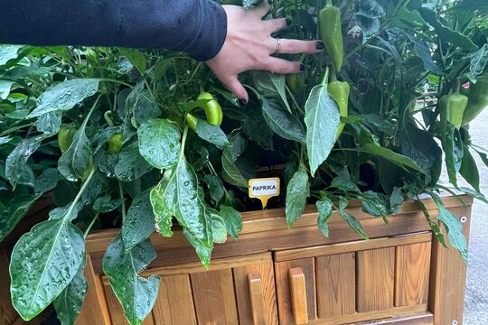 Slavnostní otevření naší "Jedlé školní zahrady" 1