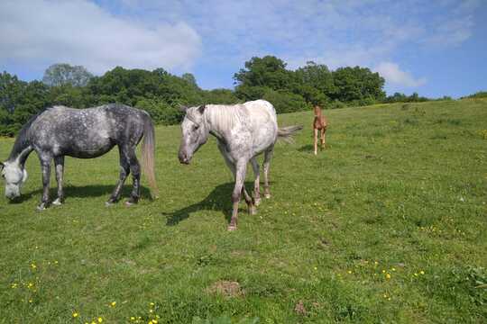 Návštěva farmy "Appaloosa". 1