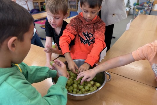 První úroda ze školní vinice potěšila děti z přípravné třídy První úroda ze školní vinice potěšila děti z přípravné třídy 1