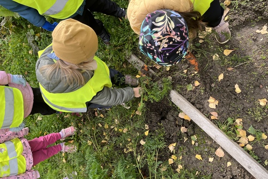 Sklízení mrkve a pečení mrkvových rohlíčků 1