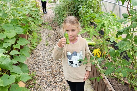 Naše srpnová sklizeň ze školního skleníku Naše srpnová sklizeň ze školního skleníku 1