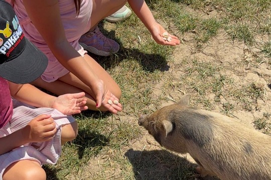 Za zvířátky a sluníčkem Za zvířátky a sluníčkem 1