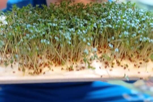 Microgreens 1