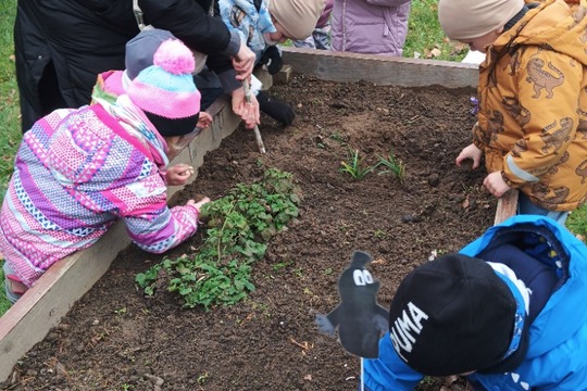 SÁZENÍ ČESNEKU V MŠ KAJLOVCI 1