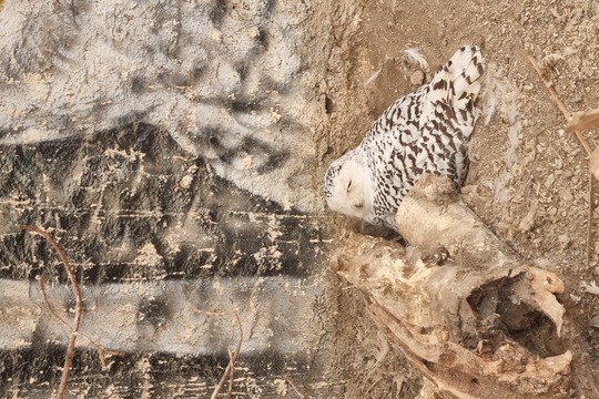 Ježečci z MŠ Soběchleby - Návštěva Bioparku v Teplicích 1