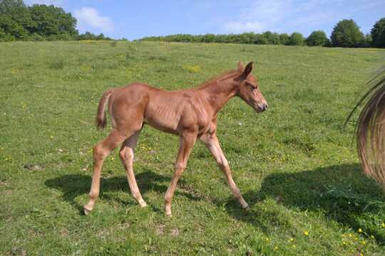 Návštěva farmy "Appaloosa". 1