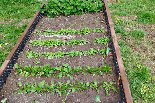 Sázení sazenic kedluben  1