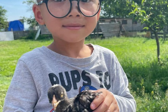 Farmář: kuřátka a kachňátka 1