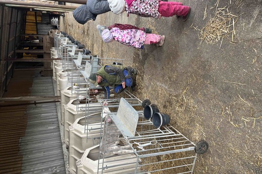 Návštěva telátek v kravíně 1