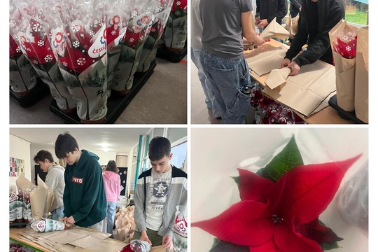 Vánoční hvězda  1